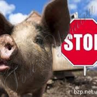 Африканська чума свиней активізувала перекупників м’яса